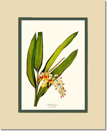 Ginger, Shell | Flower/Floral Art Print