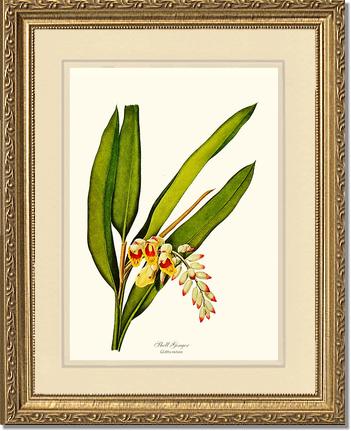 Ginger, Shell | Flower/Floral Art Print