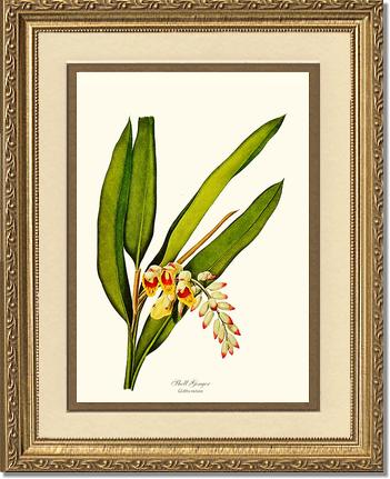 Ginger, Shell | Flower/Floral Art Print