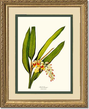Ginger, Shell | Flower/Floral Art Print