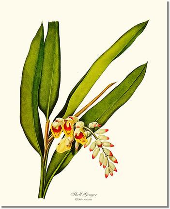 Flower Floral Print: Ginger, Shell