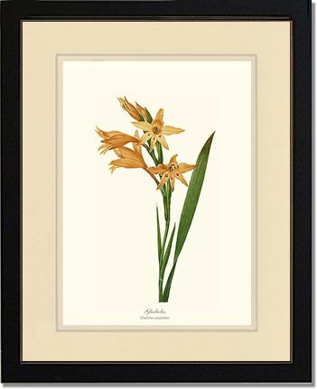 Gladiolus | Flower/Floral Art Print