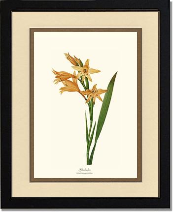 Gladiolus | Flower/Floral Art Print