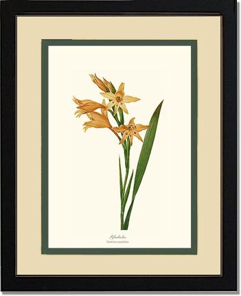 Gladiolus | Flower/Floral Art Print