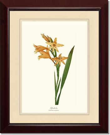 Gladiolus | Flower/Floral Art Print