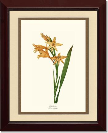 Gladiolus | Flower/Floral Art Print