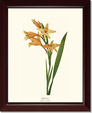 Gladiolus | Flower/Floral Art Print