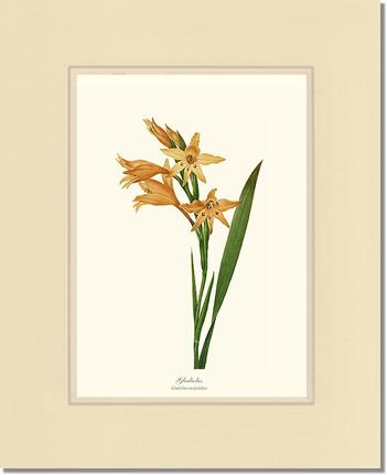 Gladiolus | Flower/Floral Art Print