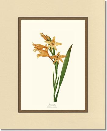 Gladiolus | Flower/Floral Art Print