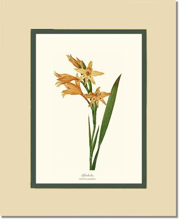 Gladiolus | Flower/Floral Art Print