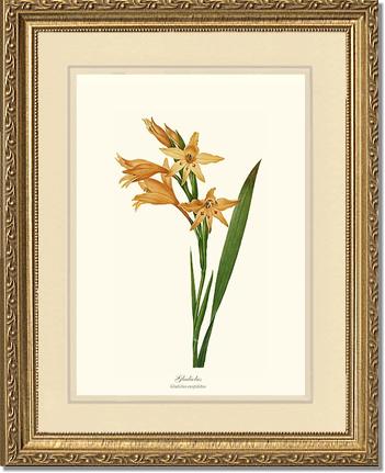 Gladiolus | Flower/Floral Art Print