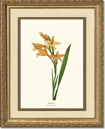 Gladiolus | Flower/Floral Art Print