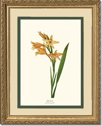 Gladiolus | Flower/Floral Art Print