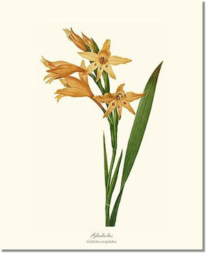 Flower Floral Print: Gladiolus