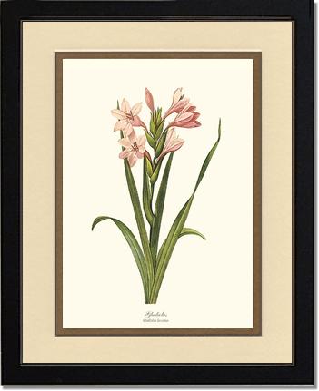 Gladiolus | Flower/Floral Art Print