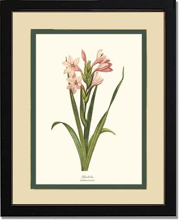 Gladiolus | Flower/Floral Art Print
