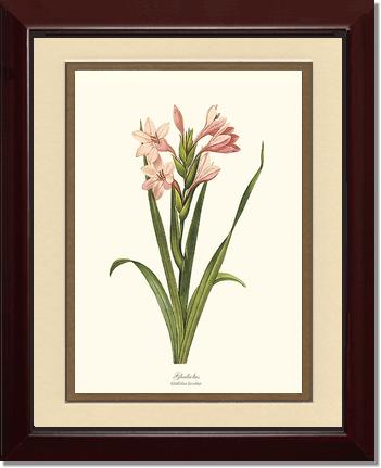 Gladiolus | Flower/Floral Art Print