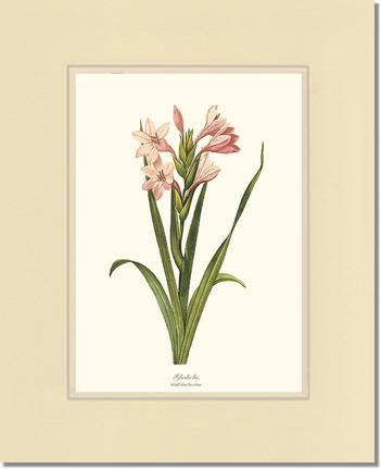 Gladiolus | Flower/Floral Art Print