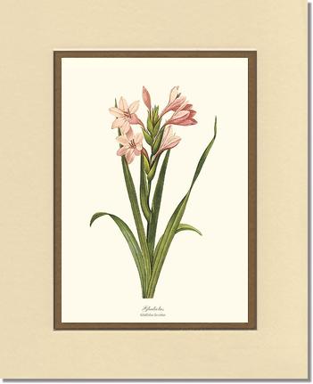 Gladiolus | Flower/Floral Art Print