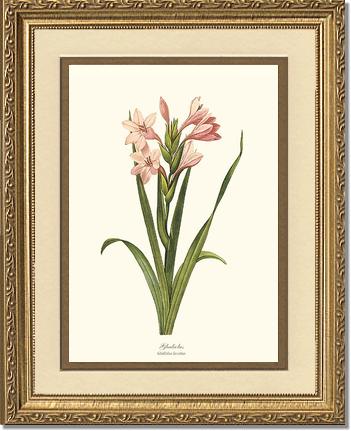 Gladiolus | Flower/Floral Art Print