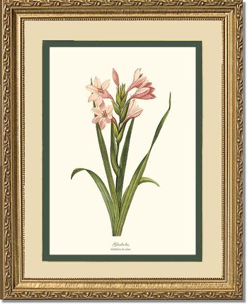 Gladiolus | Flower/Floral Art Print