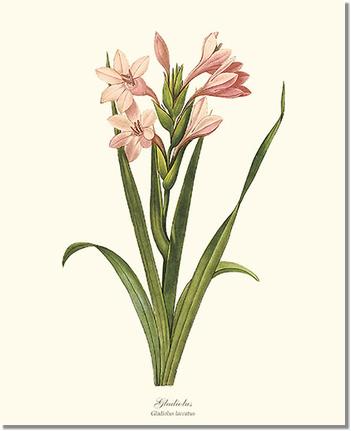 Gladiolus | Flower/Floral Art Print