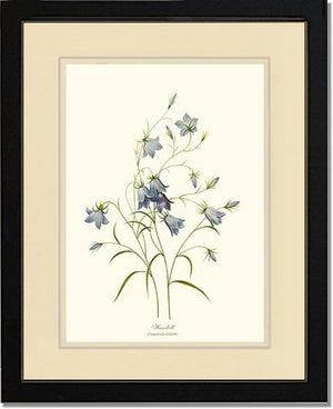 Harebell