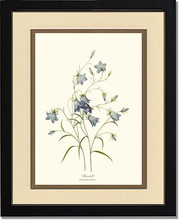 Harebell | Flower/Floral Art Print