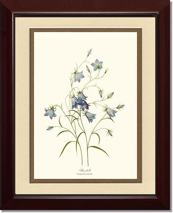 Harebell | Flower/Floral Art Print
