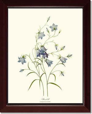 Harebell