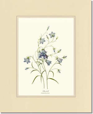 Harebell