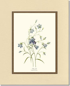 Harebell