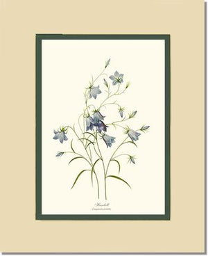 Harebell