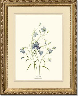 Harebell