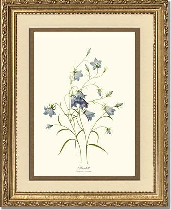 Harebell: Vintage Botanical Flower/Floral Wall Art Prints