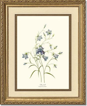 Harebell