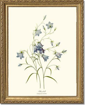 Harebell