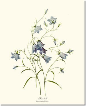 Harebell