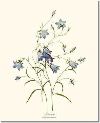 Harebell