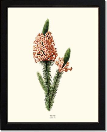 Heath | Flower/Floral Art Print