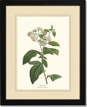 Heliotrope | Flower/Floral Art Print
