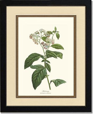 Heliotrope | Flower/Floral Art Print