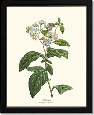 Heliotrope | Flower/Floral Art Print