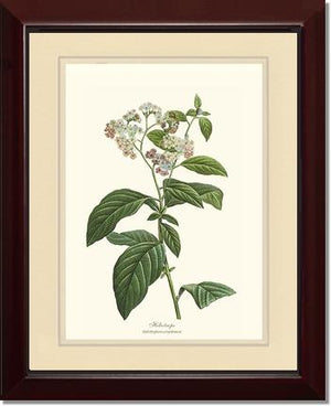 Heliotrope | Flower/Floral Art Print