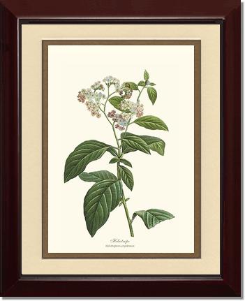 Heliotrope | Flower/Floral Art Print
