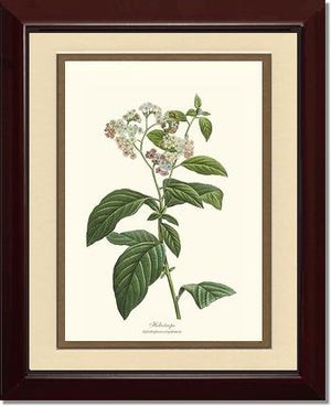 Heliotrope | Flower/Floral Art Print