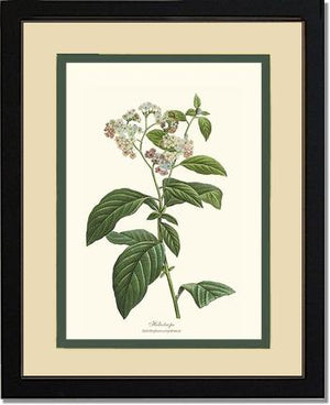 Heliotrope | Flower/Floral Art Print
