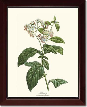 Heliotrope | Flower/Floral Art Print