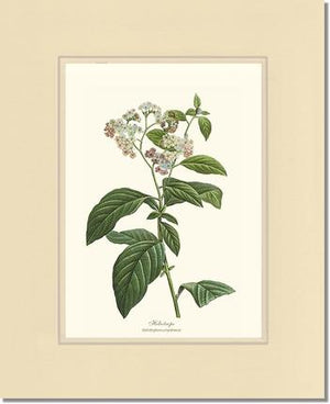 Heliotrope | Flower/Floral Art Print