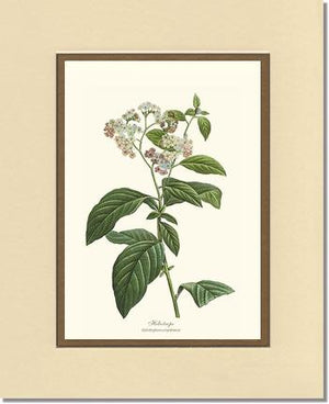 Heliotrope | Flower/Floral Art Print
